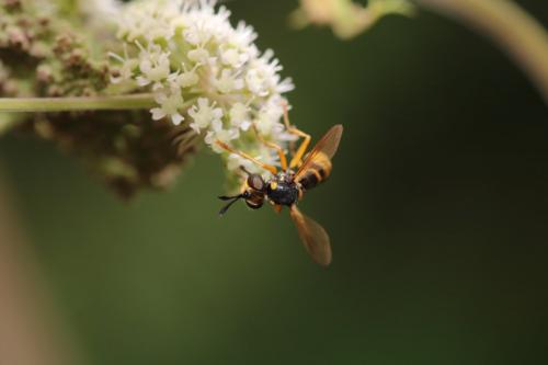 Leopoldius sp.